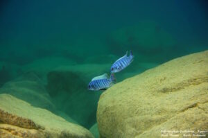 Labeotropheus fuelleborni 'Ngwasi'